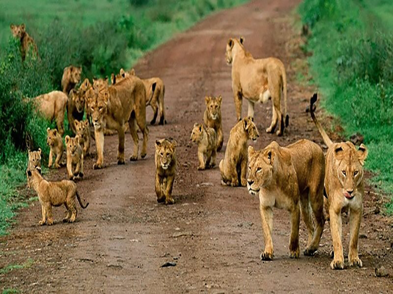 Wildlife Safaris Vacation Tour Package